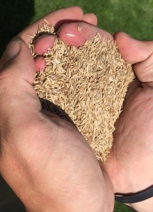 Lawn seed lawn seed